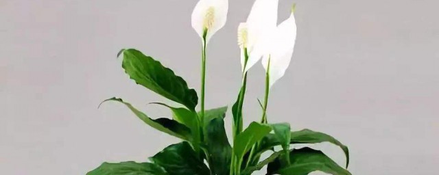 养什么植物寓意好 养什么植物寓意比较好