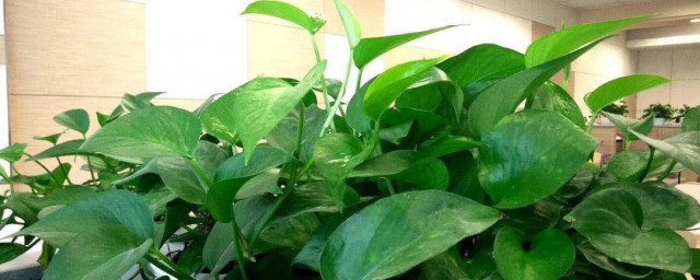 去甲醛养什么植物好 去甲醛的三种植物简介