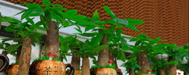 养什么植物好养又实用 超佛系的八种花卉推荐