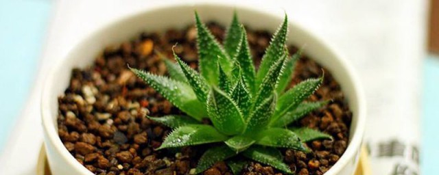 好养的植物盆栽有哪些 比较好养的植物盆栽介绍