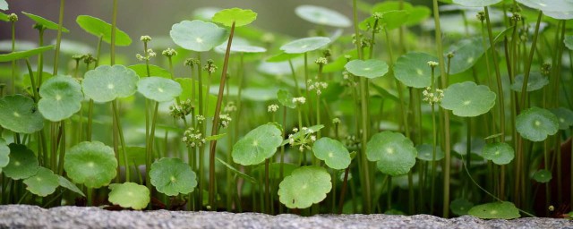 客厅放什么植物旺财 可以试试摆放这三样