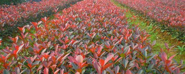 正宗石楠种植方法 种植的要领介绍