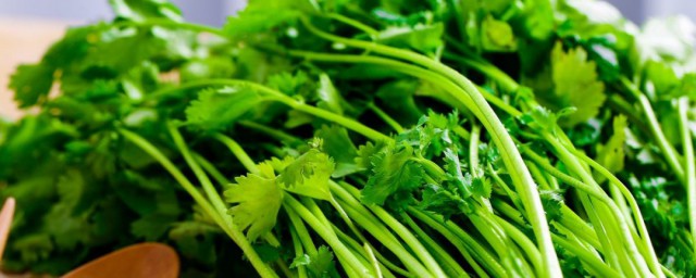 家庭阳台怎样种香菜 家庭阳台种香菜的技巧