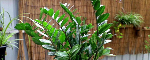 最适合家里养的十大植物 最适合室内养的十种植物有什么