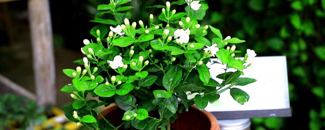 茉莉花的种植方式 茉莉花如何养