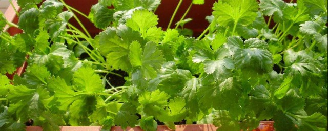芫荽种殖特性 芫荽种殖办法介绍