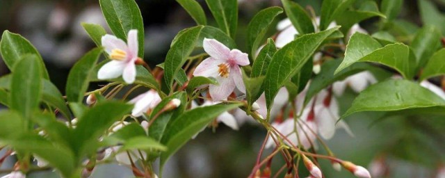 野茉莉播种要领 野茉莉播种要领