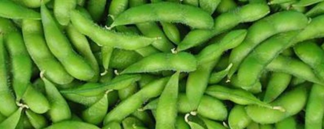 毛豆移栽办法 毛豆怎么移栽