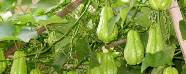 合掌瓜种植技巧 合掌瓜种植技巧简单简介