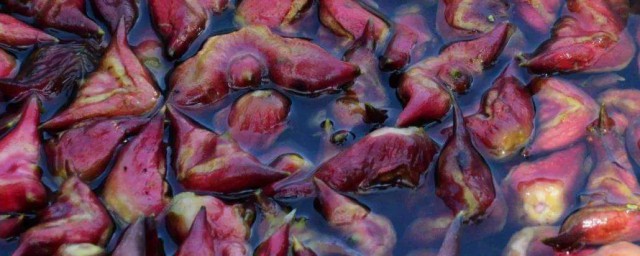 新鲜菱角怎么保存 鲜菱角怎么保存