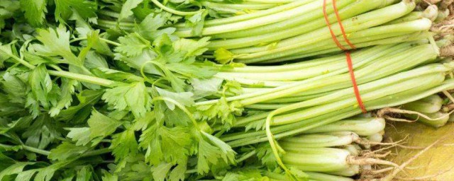 芹菜根的功效 芹菜根的功效是什么