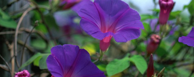 牵牛花开花时间 牵牛花开花的时候要注意什么