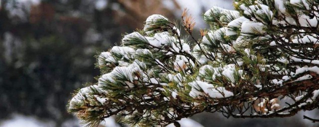 要知松高洁待到雪化时的意思 要知松高洁待到雪化时原文及译文