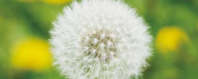蒲公英开花时间 蒲公英花期是什么时候