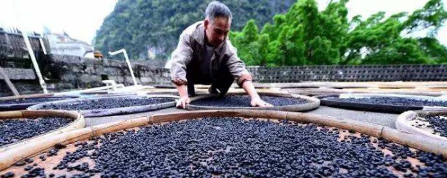 怎样做豆豉 豆豉怎样制作