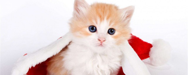 猫粮怎样选 选猫粮技巧