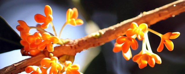 桂花如何处理 桂花如何处理
