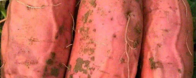 红薯老藤留种技巧 红薯老藤留种有什么技巧