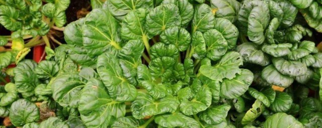 乌塌菜播种技巧 乌塌菜的种植技巧