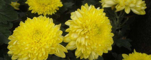 大菊花的养护技巧 大菊花的养殖技巧简介