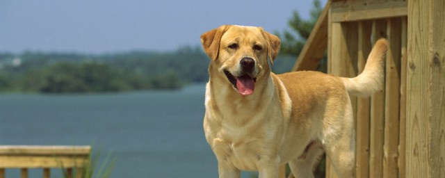 训布拉多犬办法 怎么训练拉布拉多犬