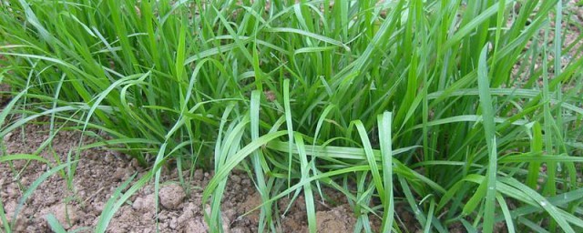 黑素草种植技巧 黑素草种植技巧简介