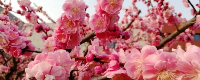 梅花开花时间 梅花开花的时间是多少