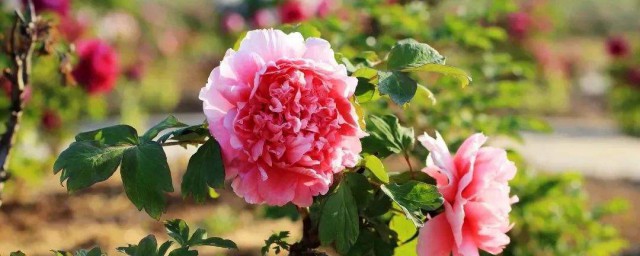 牡丹花开花时间 牡丹花开花时间是什么时候