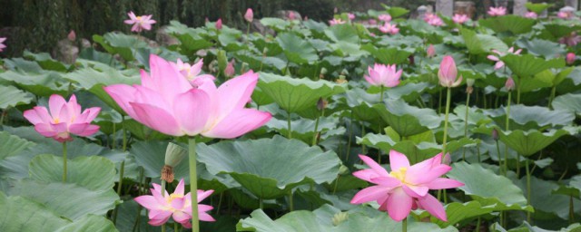 荷花怎么种植 莲花怎么种