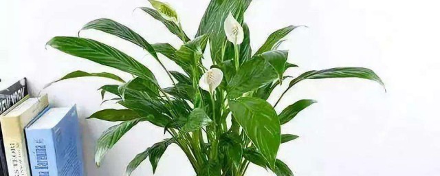 养什么植物好不见光 分别都有什么植物呢