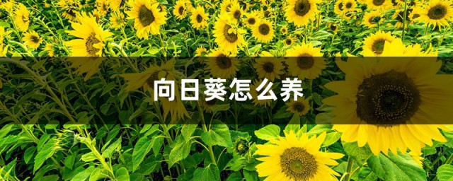 向日葵养护要领 向日葵的养殖要领介绍