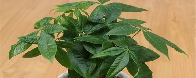 养什么植物好招财 寓意招财的植物
