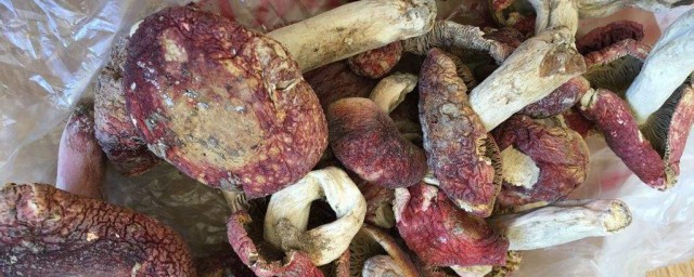 红菇怎样保存 红菇有什么特点