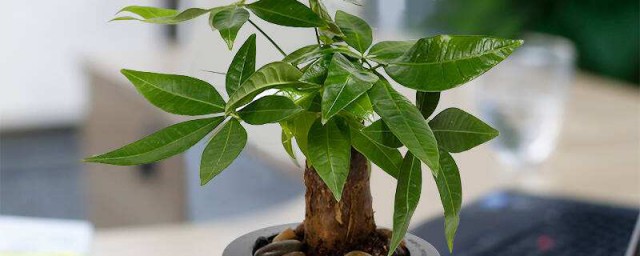 小招财树移栽技巧 移栽的次序简介