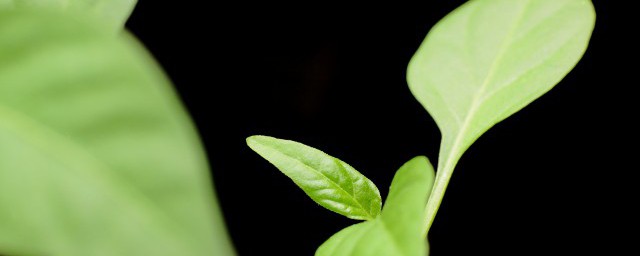 大盆绿植栽种方式 如何种绿植