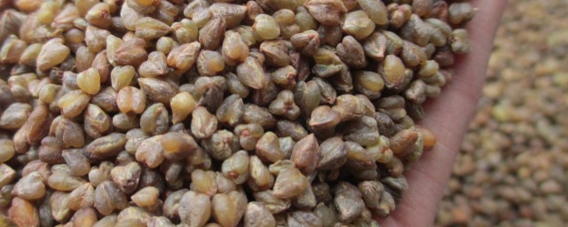 苦荞米的食用技巧 苦荞米的食用技巧列述