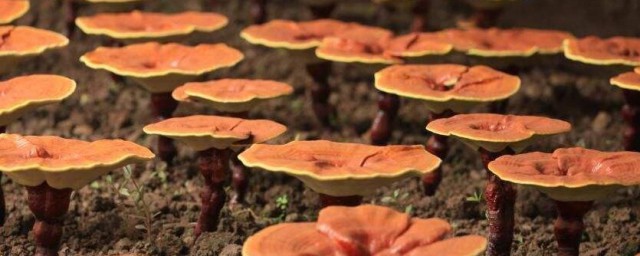 灵芝养殖技巧 灵芝怎样养殖