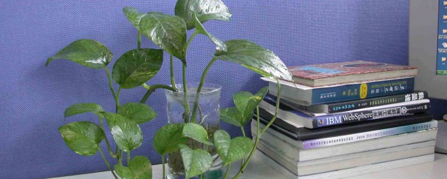 办公室里放什么植物好 办公室适合养的植物有哪些