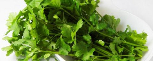 冬天怎么种香菜 香菜如何种