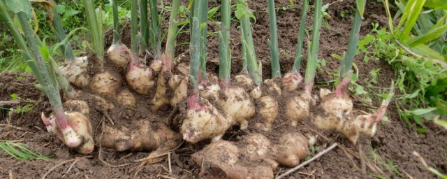 花盆里怎样种生姜 怎样在花盆里种生姜