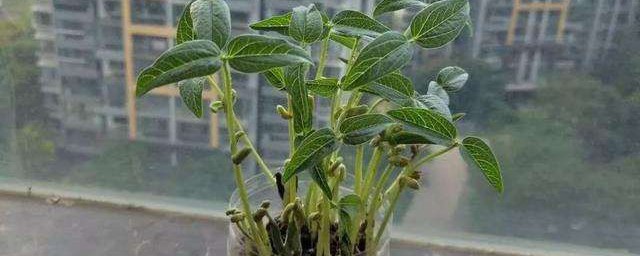 绿豆怎样种小盆栽 家种盆栽绿豆怎样种