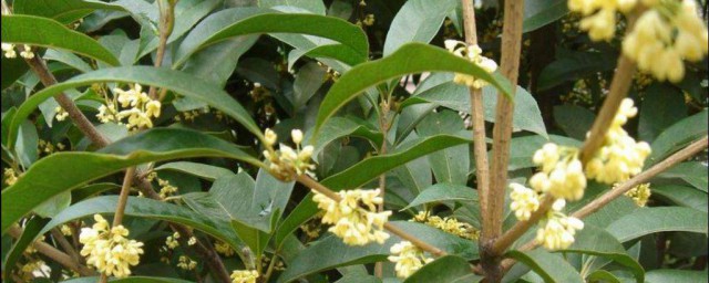 桂花树家养要领 桂花树的养殖方法