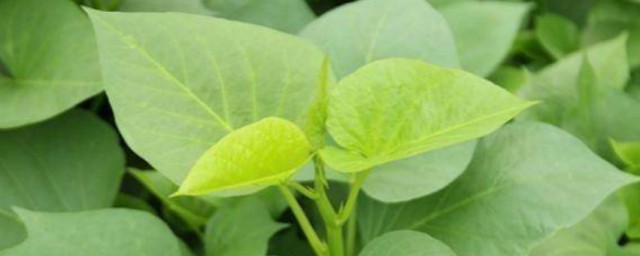 红薯植株过冬要领 红薯植株如何过冬