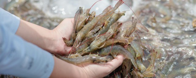 形容虾的句子 虾的句子简介