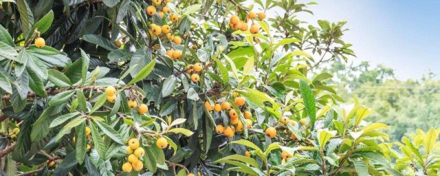 种枇杷树生活小要领 利用枇杷的种子种植枇杷树的要领