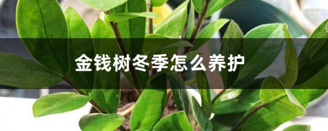 金钱树冬季养护技巧 金钱树冬季养护技巧简介