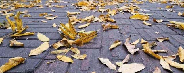 清理树叶的技巧 精确清理树叶的技巧