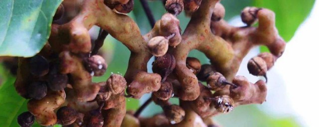 拐枣炖肉怎样做 拐枣炖羊肉的做法
