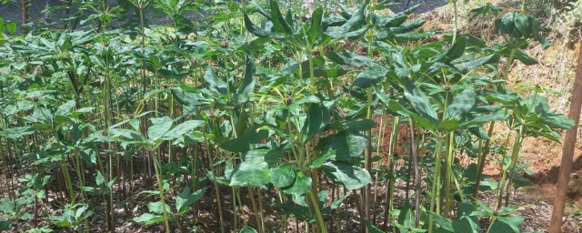 黄精种植方法详解 黄精种植要领及田间管理技术