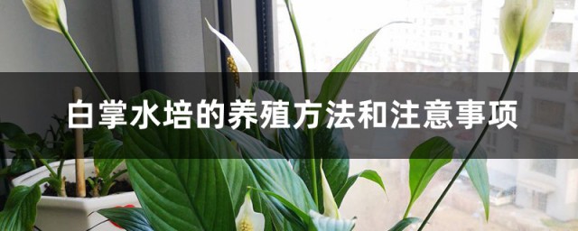 白掌花水培技巧 白掌水培的养殖技巧和注意事项
